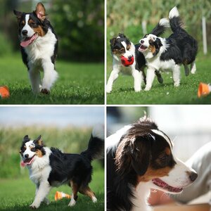 Hundetreffen 2013