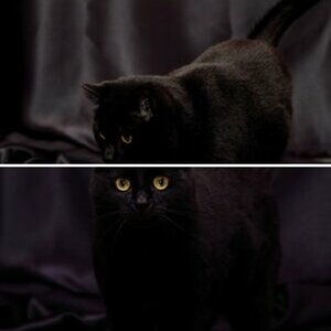 Katze bei Scheinwerferlicht