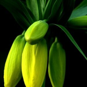 gelbe Knospen