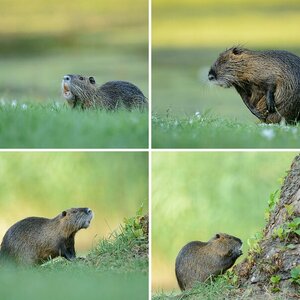 Nutria