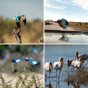 Botswana-Zambia Fotosafari Juni 2012