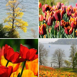 Mainau_2011