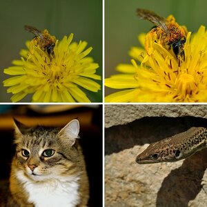Tiere