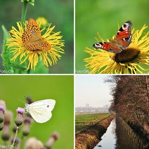 Bilder