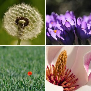 Blumen