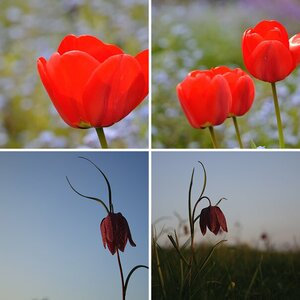 Blümchen