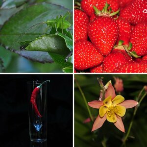 Blümchen und sonstiges Grünzeug