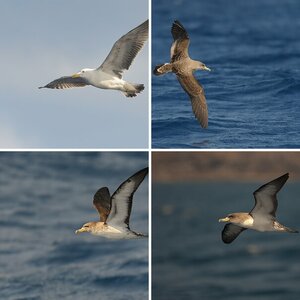 La Gomera 2011