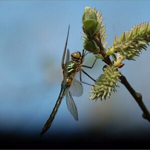 Libelle