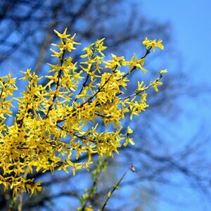 Natur
