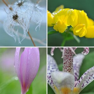 Blüten und Blätter (2)