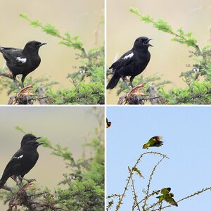 Wildlife Tanzania - Birds