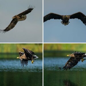 Seeadler