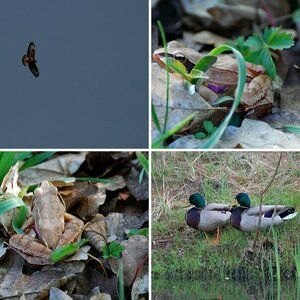 Wildlife