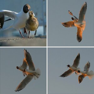 Vögel Doppelpacks