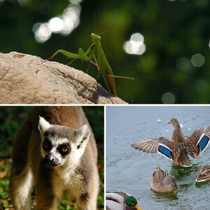 Tiere