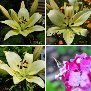 Blumen