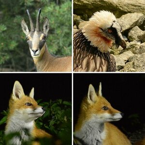 Tierportrais