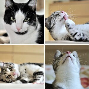 Leo und Nala
