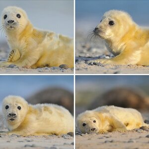 Helgoland Dezember 2011