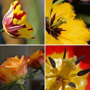 Blumen
