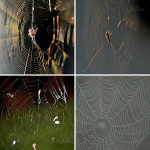 Spinnennetze
