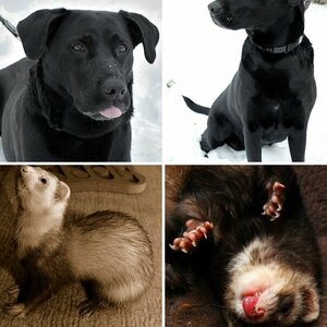 Tiere