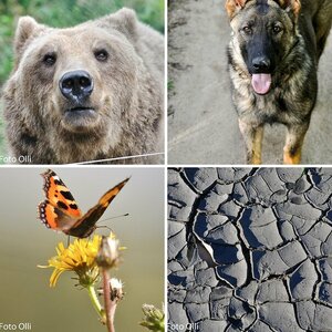 Ollii's Bilder