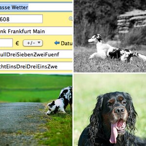 Hundetreffen 2012