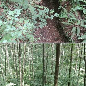Waldbilder