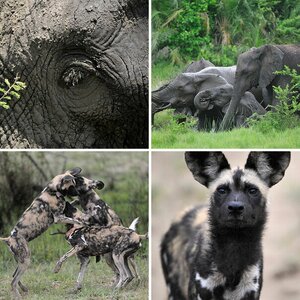 Wildlife