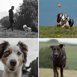 Hundefotografentreffen die Zweite