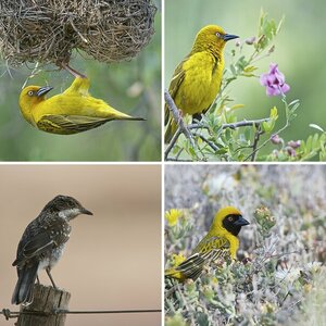 Vögel Süd Afrika