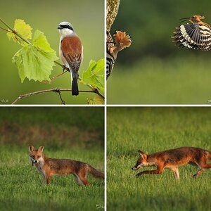 " Bunte Mischung " Wildlife 2012
