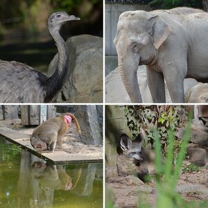 Krefelder Zoo
