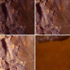 Macroversuch Festbrennweite