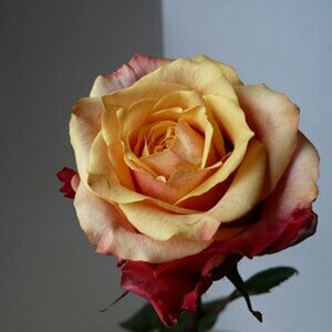 Blumen