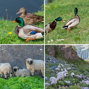 Tiere