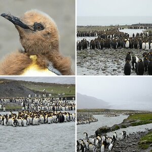 Falkland Inseln