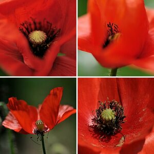 papaver rhoeas