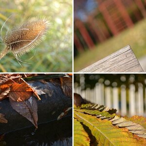 1. Schritte im Herbst