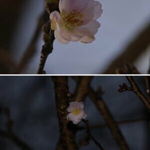 Kirschblüte