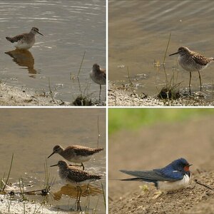 Nordfriesland KatWatt Westerhever