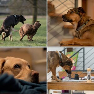 Hundealbum 2012