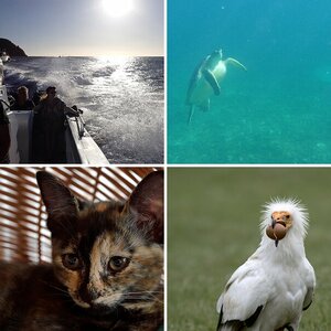 Tiere