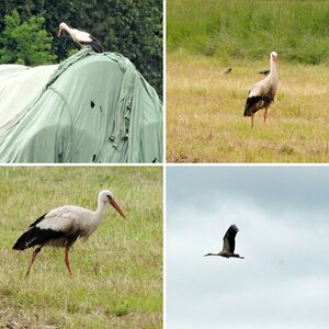 Der Storch von Clörath