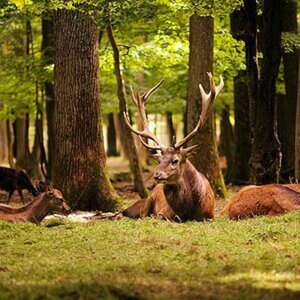 Tiere