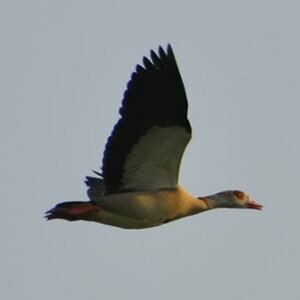 Gänseflug