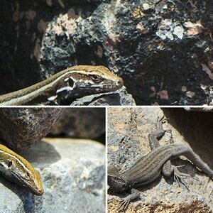 Echsen und Reptilien