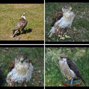 Meine Ersten Greifvogel_Bilder